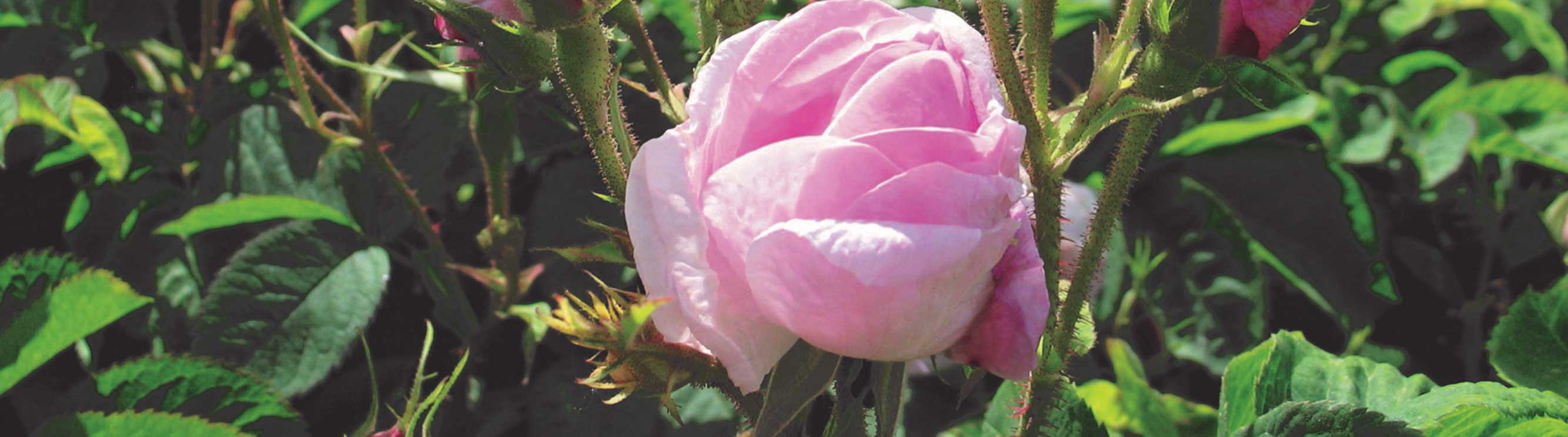 damascénská růže